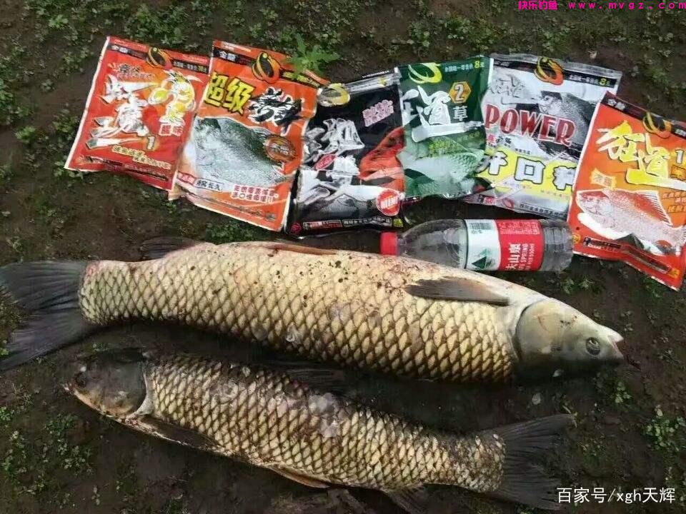 如何在各种钓场-钓草鱼(图2)