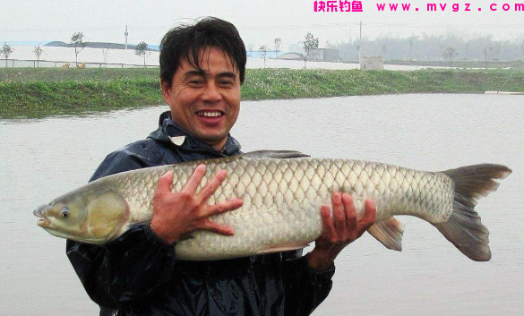 秋季野钓草鱼，掌握这个“四字口诀”，让你提竿提到手软！(图4)