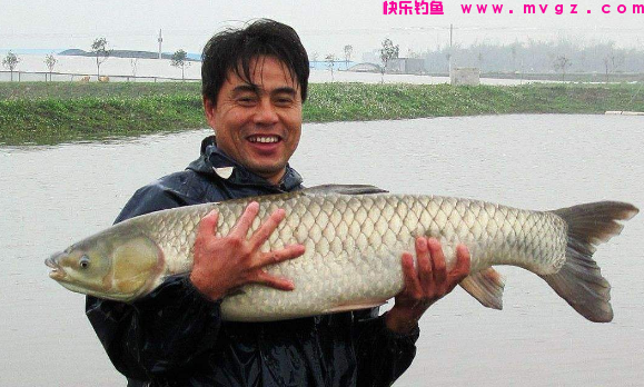 秋钓草鱼最全攻略！彻底掌握这5点技巧，每次出钓渔获都不会差！(图1)