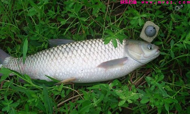 秋钓草鱼最全攻略！彻底掌握这5点技巧，每次出钓渔获都不会差！(图4)