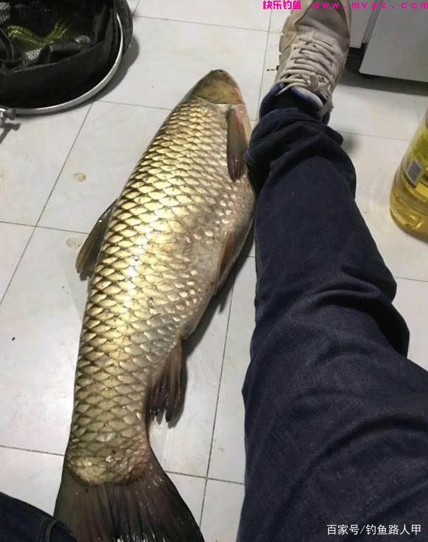 钓草鱼还要到处拜师？用心记牢这几招，小白也能弯弓上大草(图6)