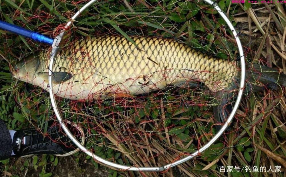 高山水库野钓，谷麦“让位于鱼”钓法，一共钓获3条46斤的草鱼(图1)