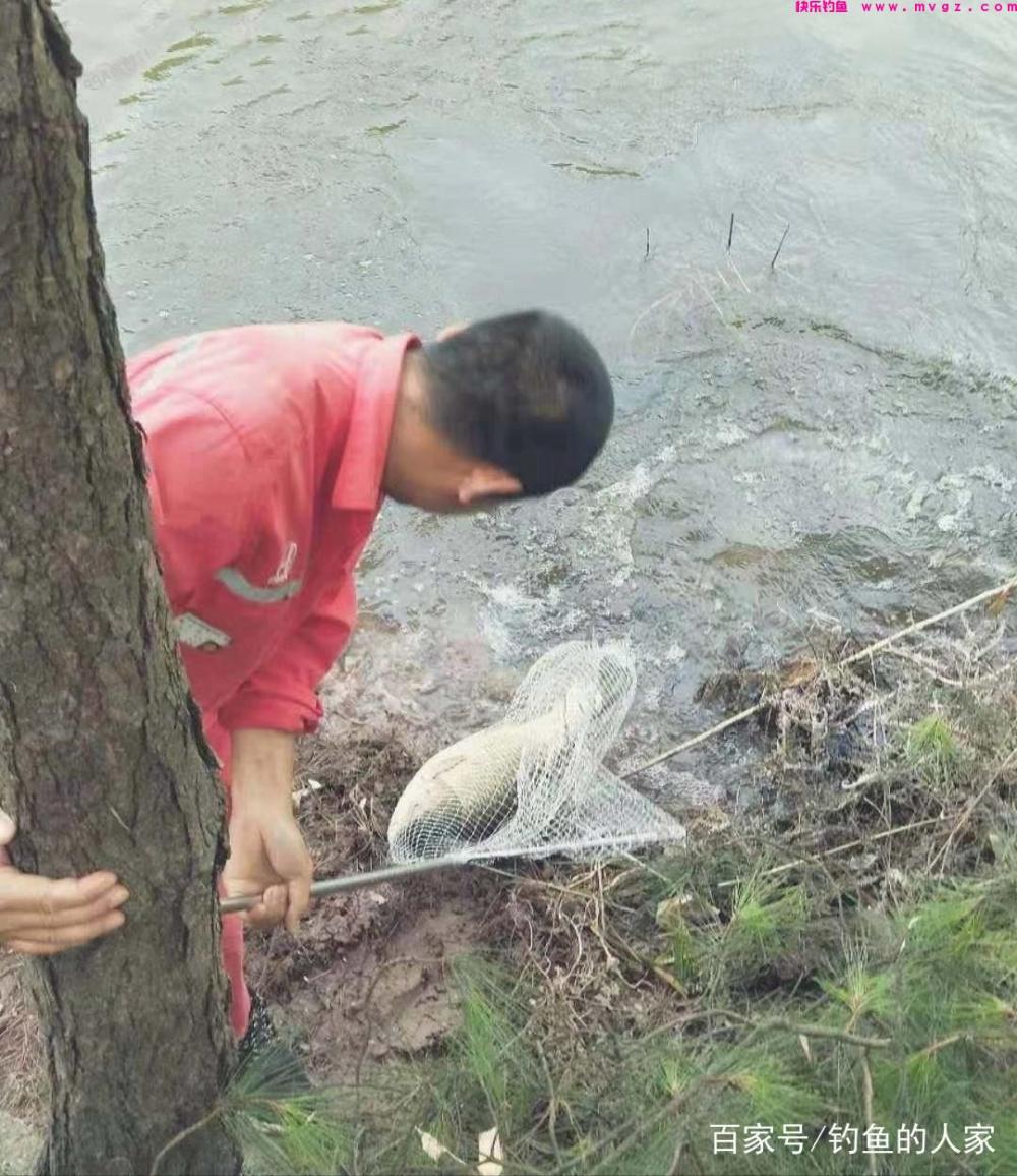 高山水库野钓，谷麦“让位于鱼”钓法，一共钓获3条46斤的草鱼(图4)