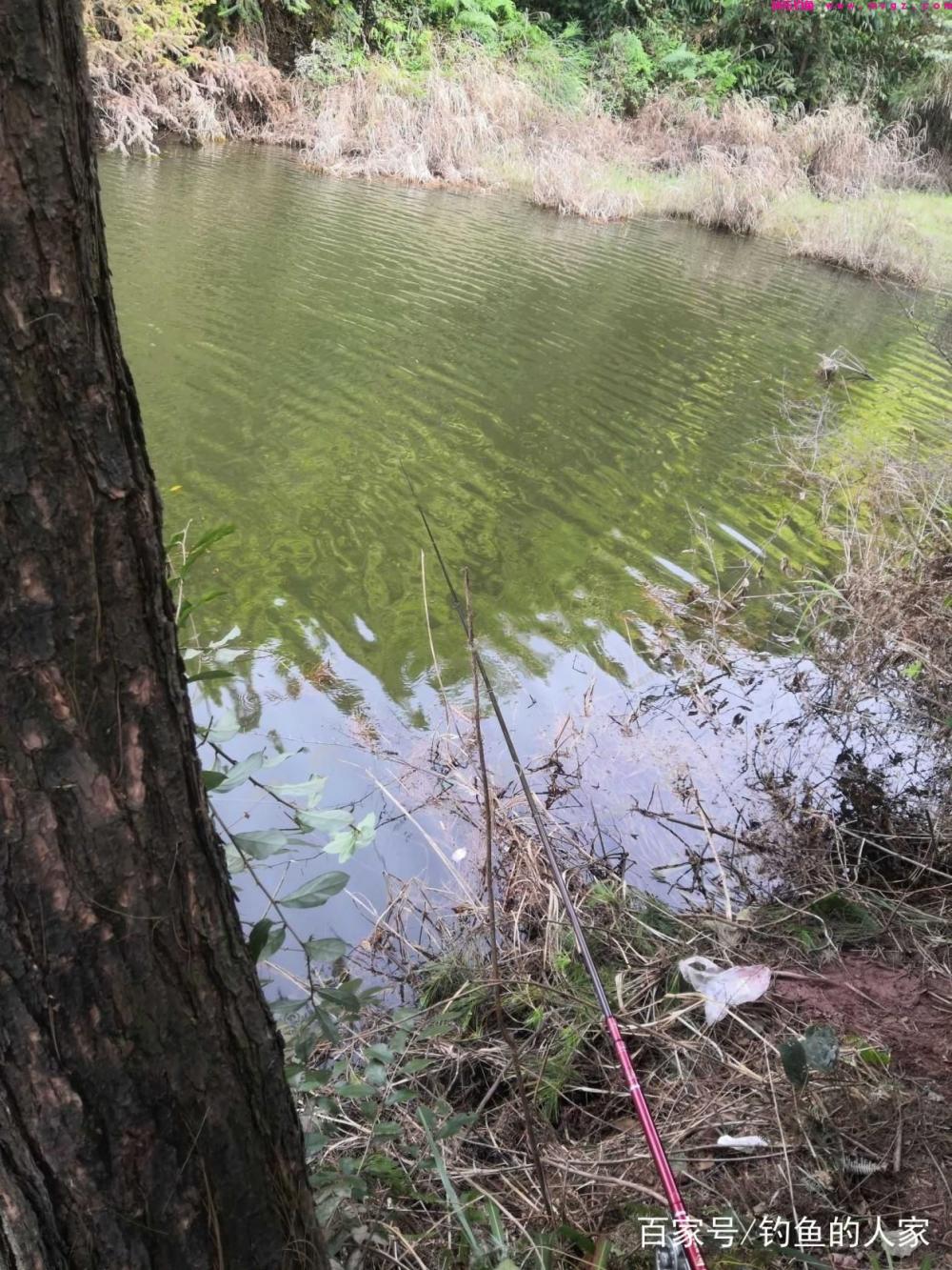 高山水库野钓，谷麦“让位于鱼”钓法，一共钓获3条46斤的草鱼(图5)