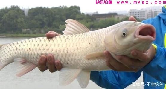 野钓想钓草鱼其实并不难，只要掌握这些技巧，草鱼爆护不是梦！(图3)