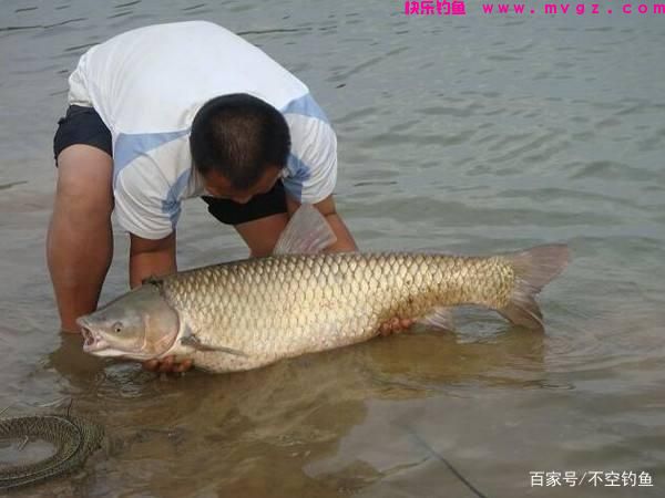 野钓想钓草鱼其实并不难，只要掌握这些技巧，草鱼爆护不是梦！(图2)