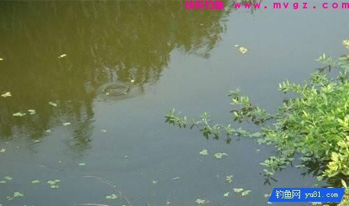 鲤鱼的藏身之处！钓鱼新手你得看看(图2)
