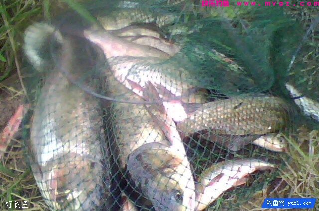 钓鲤鱼、草鱼及鲢鳙的打窝料使用技巧(图3)