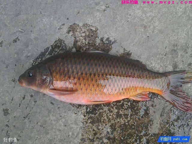 秋季钓鲤鱼的饵料选择及用饵技巧(图2) 秋季钓鲤鱼的饵料选择及用饵技巧(图2)