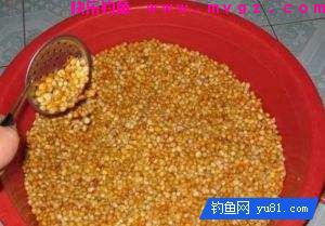揭秘玉米钓鱼技巧之为何玉米如石沉大海?(图1) 揭秘玉米钓鱼技巧之为何玉米如石沉大海?(图1)