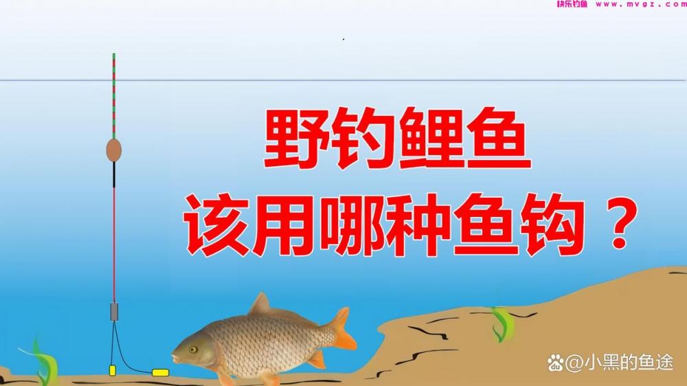 野钓鲤鱼用哪种鱼钩?大小、钩型详细讲解,新手用对很重要(图1) 野钓鲤鱼用哪种鱼钩?大小、钩型详细讲解,新手用对很重要(图1)