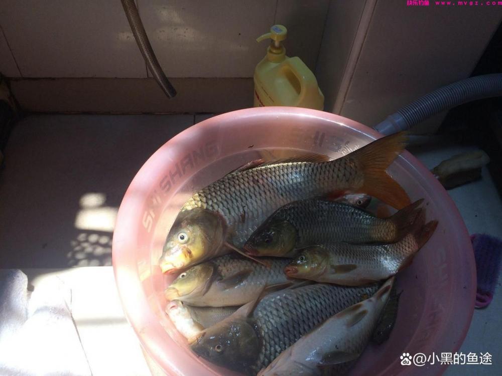 野钓鲤鱼用哪种鱼钩?大小、钩型详细讲解,新手用对很重要(图3) 野钓鲤鱼用哪种鱼钩?大小、钩型详细讲解,新手用对很重要(图3)
