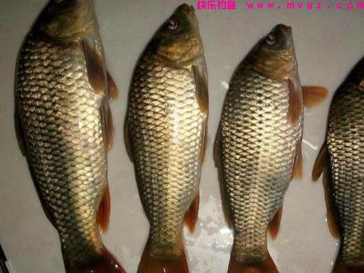 春钓鲤鱼时,这3招不得不知,真的很有效,不信你就试一试?(图3) 春钓鲤鱼时,这3招不得不知,真的很有效,不信你就试一试?(图3)