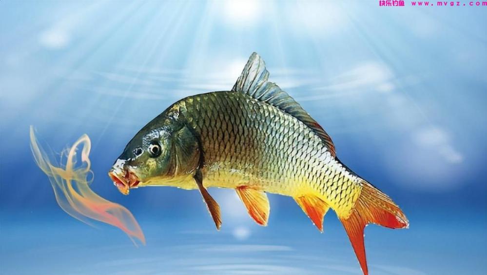 在春季想钓好鲤鱼,饵料中需添加这4种成分,还要注意这3点(图2) 在春季想钓好鲤鱼,饵料中需添加这4种成分,还要注意这3点(图2)