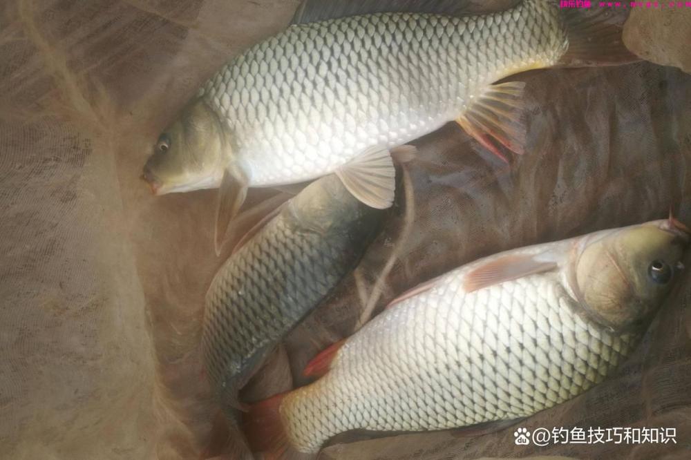 如何钓鲤鱼黑坑的疗养鱼？疗养鱼的4个典型特征(图4)