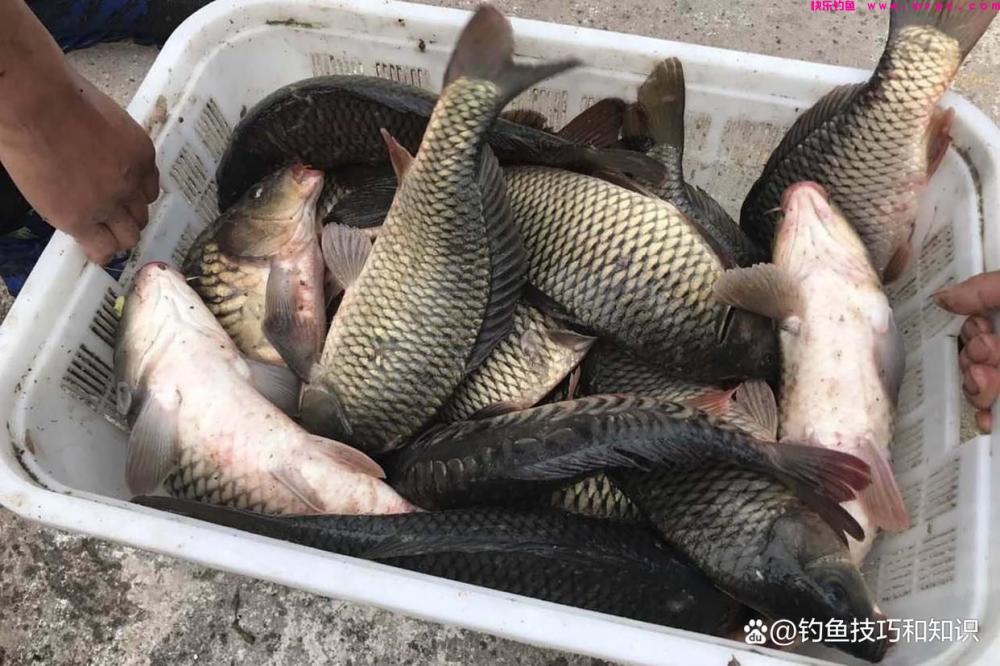 果酸在春季钓黑坑鲤鱼是否有用？果酸在钓黑坑鲤鱼时的作用和用法(图4)