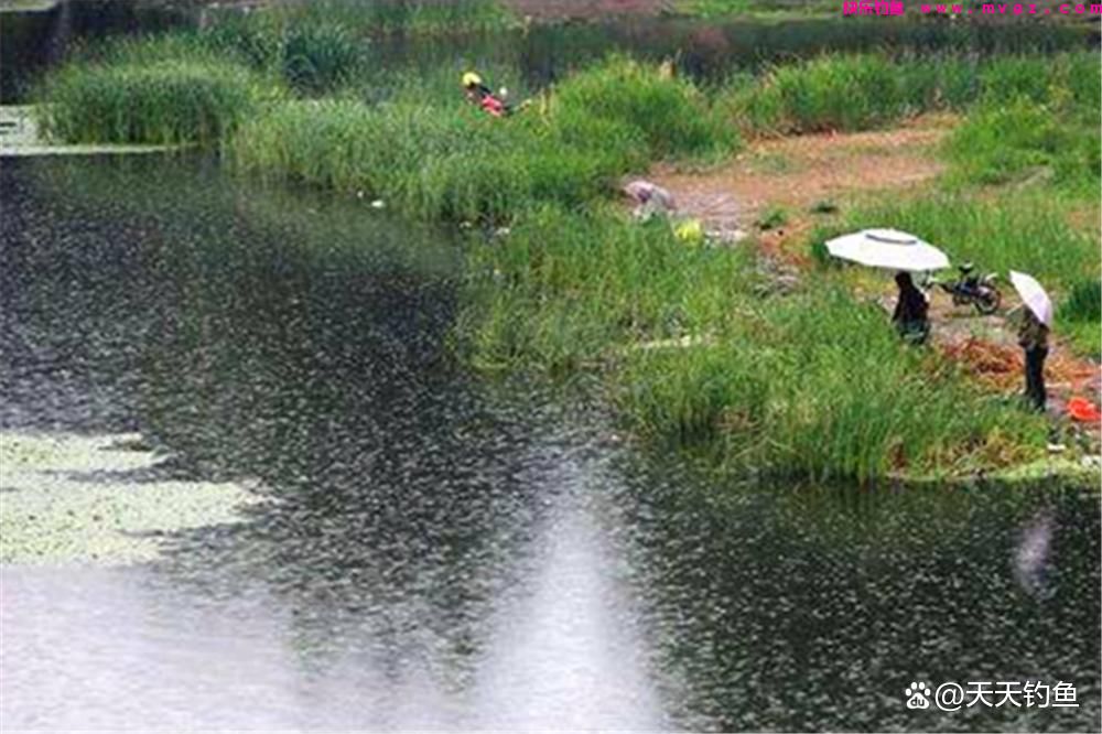 晚春钓鲤正当时，4个核心招数要牢记，狂拉大鲤鱼没难度(图2)