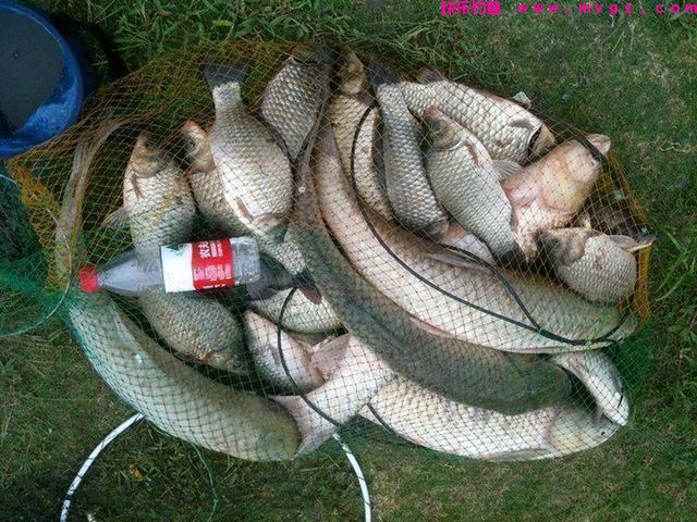 水库钓鲤鱼的绝招，学会肯定有用(图4)