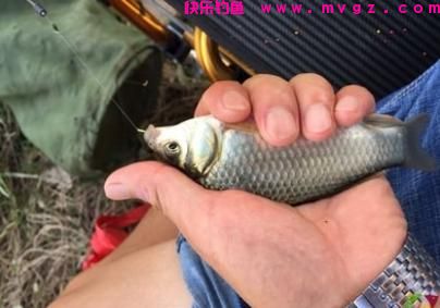 水库钓鲤鱼的绝招，学会肯定有用(图2)