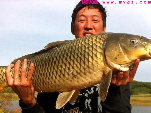 钓鲤鱼谈何容易，学会这“三大调整”也能钓过瘾，钓友不妨试试(图1)