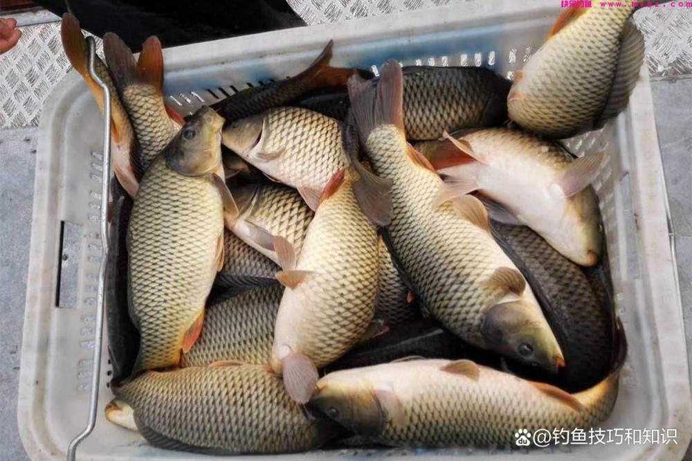 4月份钓鲤鱼，一天换4次钓点，全天不停口(图5)
