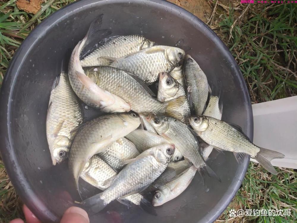 清明节前好不好钓鲤鱼?(图7) 清明节前好不好钓鲤鱼?(图7)