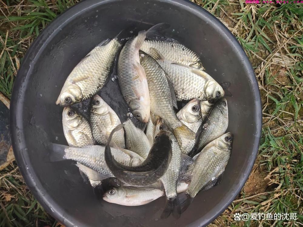 清明节前好不好钓鲤鱼?(图8) 清明节前好不好钓鲤鱼?(图8)