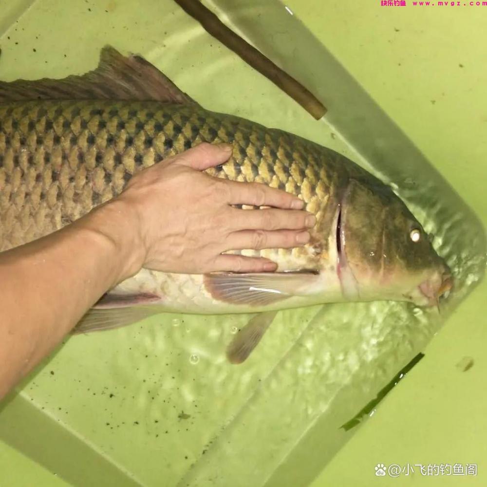 钓鲤鱼只学这2种调漂方法，不谈灵钝，能上鱼才是王道！(图4)