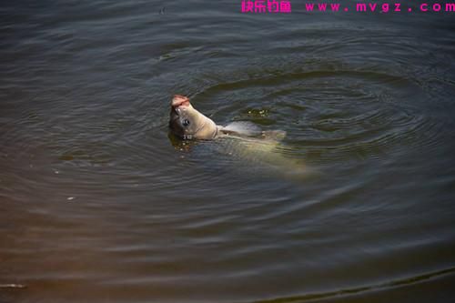 春钓鲤鱼时,这3招不得不知,真的很有效,不信你就试一试?(图1) 春钓鲤鱼时,这3招不得不知,真的很有效,不信你就试一试?(图1)