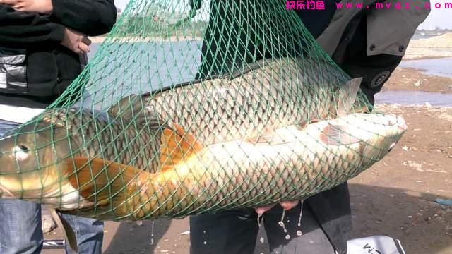 深秋野钓鲤鱼全攻略，大鲤鱼概率变高，位置最重要(图1)