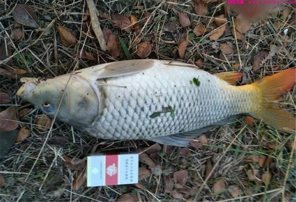 玉米钓鲤鱼的3大“绝招”,钓鱼新手也能用,别再说玉米钓鱼不行(图4) 玉米钓鲤鱼的3大“绝招”,钓鱼新手也能用,别再说玉米钓鱼不行(图4)