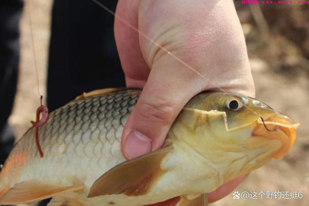 钓鲤鱼不要拘泥于钓目!改变钓目和子线长度,会让你钓得多跑鱼少(图1) 钓鲤鱼不要拘泥于钓目!改变钓目和子线长度,会让你钓得多跑鱼少(图1)