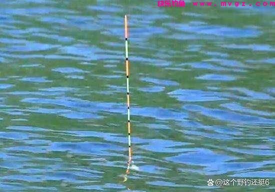 钓鲤鱼不要拘泥于钓目!改变钓目和子线长度,会让你钓得多跑鱼少(图4) 钓鲤鱼不要拘泥于钓目!改变钓目和子线长度,会让你钓得多跑鱼少(图4)