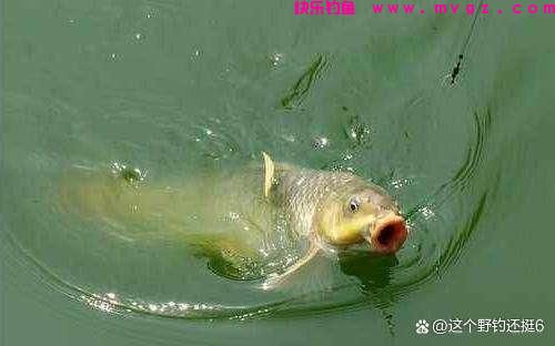 钓鲤鱼不要拘泥于钓目!改变钓目和子线长度,会让你钓得多跑鱼少(图3) 钓鲤鱼不要拘泥于钓目!改变钓目和子线长度,会让你钓得多跑鱼少(图3)