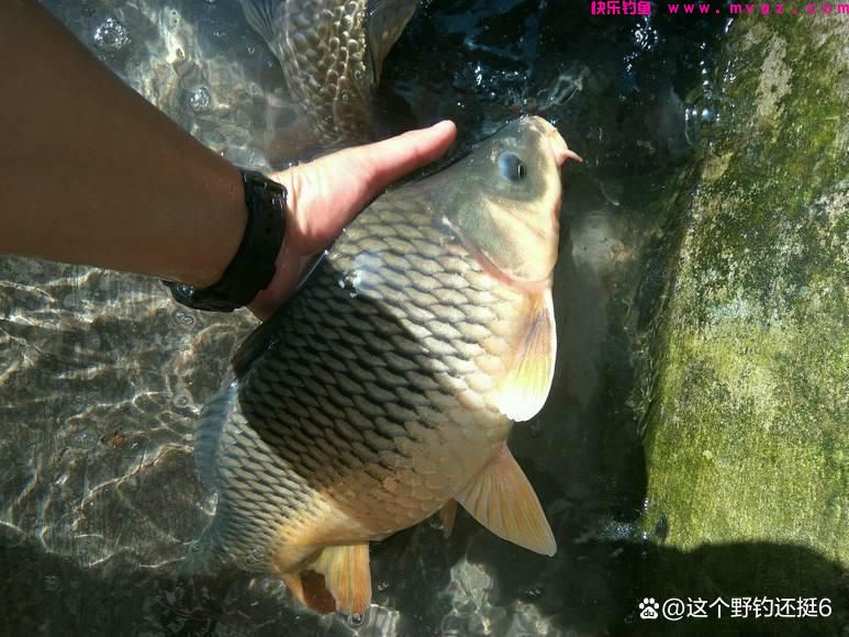 钓鲤鱼不要拘泥于钓目!改变钓目和子线长度,会让你钓得多跑鱼少(图7) 钓鲤鱼不要拘泥于钓目!改变钓目和子线长度,会让你钓得多跑鱼少(图7)