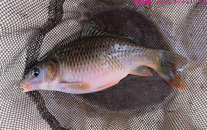西部风老坛玉米钓鲤鱼好用吗?(图3) 西部风老坛玉米钓鲤鱼好用吗?(图3)