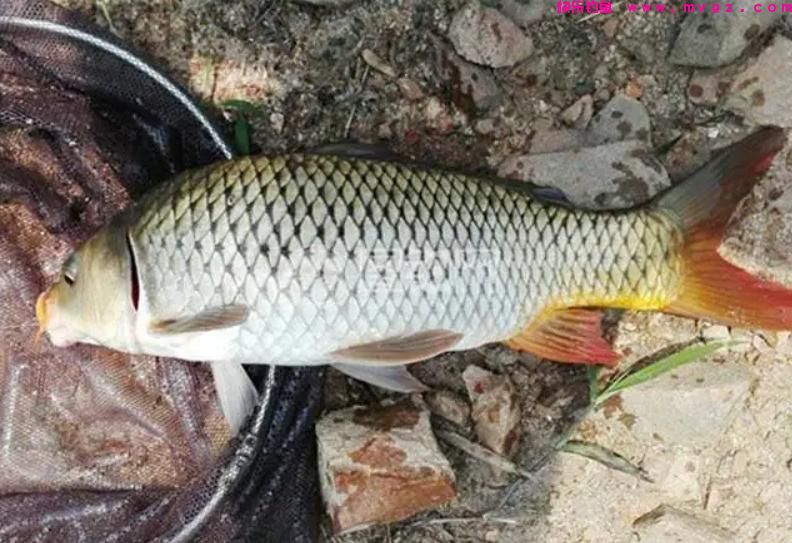 夏季钓鲤鱼,这三种钓位很“藏鱼”,找对位置就算成功了一半(图1) 夏季钓鲤鱼,这三种钓位很“藏鱼”,找对位置就算成功了一半(图1)