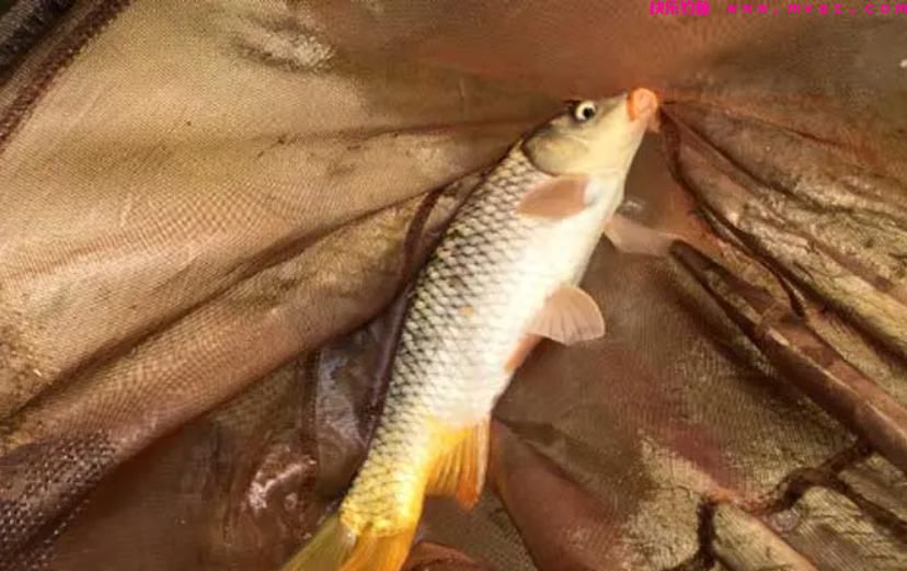 夏季钓鲤鱼,这三种钓位很“藏鱼”,找对位置就算成功了一半(图4) 夏季钓鲤鱼,这三种钓位很“藏鱼”,找对位置就算成功了一半(图4)