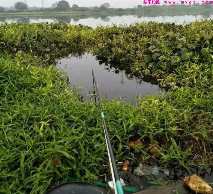 夏季钓鲤鱼,这三种钓位很“藏鱼”,找对位置就算成功了一半(图3) 夏季钓鲤鱼,这三种钓位很“藏鱼”,找对位置就算成功了一半(图3)