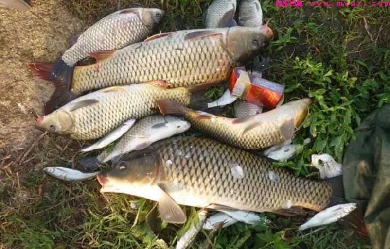 夏季钓鲤鱼,这三种钓位很“藏鱼”,找对位置就算成功了一半(图8) 夏季钓鲤鱼,这三种钓位很“藏鱼”,找对位置就算成功了一半(图8)