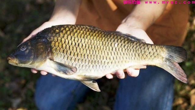 钓鲤鱼怎么选浮漂?(图4) 钓鲤鱼怎么选浮漂?(图4)