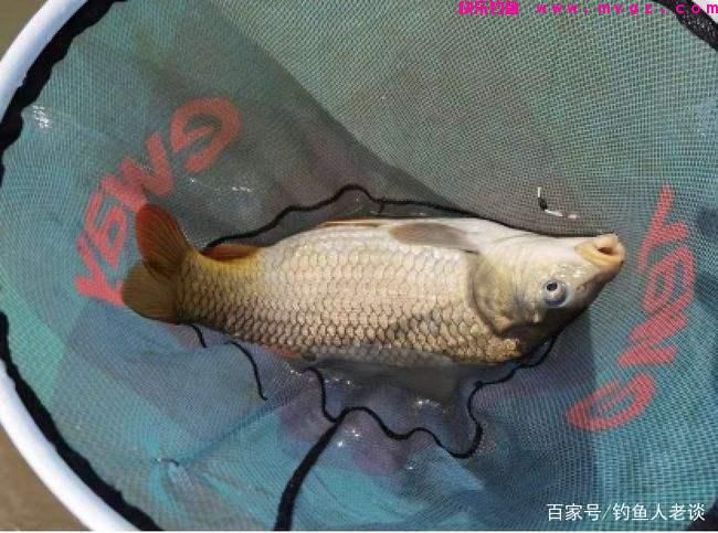 从饵料、调漂、钓位、线组等角度，分析黑坑正钓鲤鱼上岸的思路(图5)