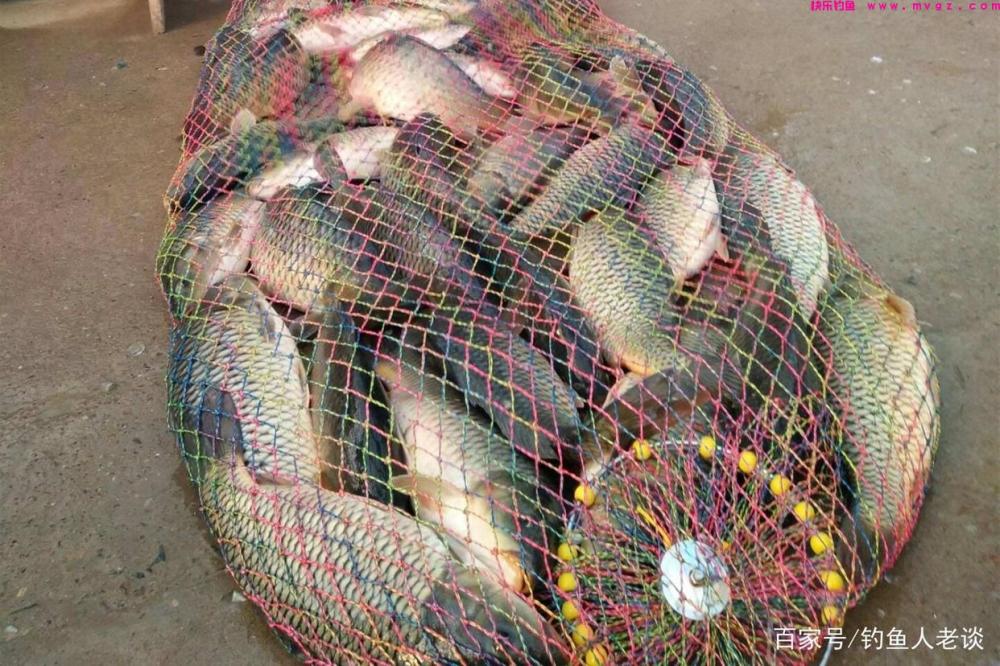 从饵料、调漂、钓位、线组等角度，分析黑坑正钓鲤鱼上岸的思路(图3)