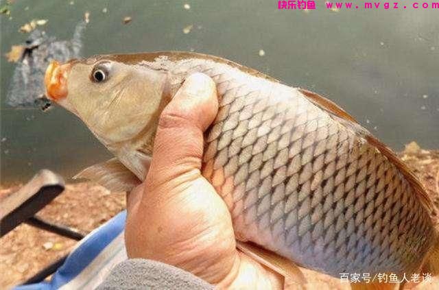 从饵料、调漂、钓位、线组等角度，分析黑坑正钓鲤鱼上岸的思路(图6)