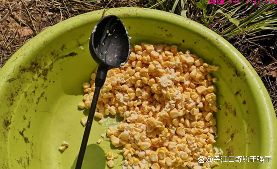 夏钓鲤鱼，这三款饵料效果比商品饵好的多，用它打窝诱鱼效果翻倍(图3)