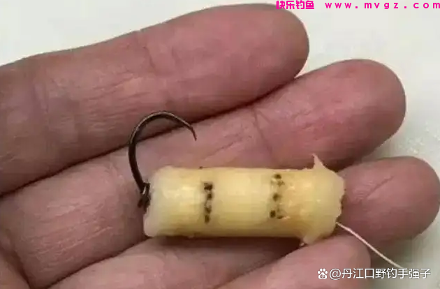 夏钓鲤鱼，这三款饵料效果比商品饵好的多，用它打窝诱鱼效果翻倍(图5)