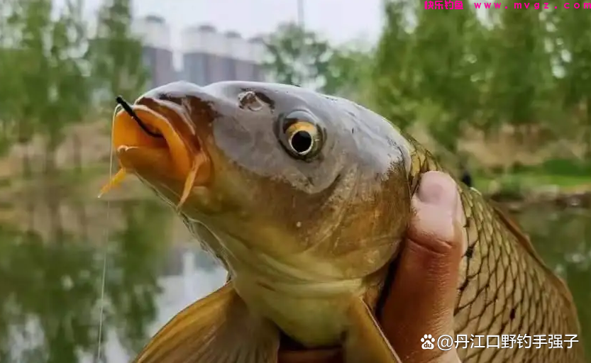 夏钓鲤鱼，这三款饵料效果比商品饵好的多，用它打窝诱鱼效果翻倍(图7)