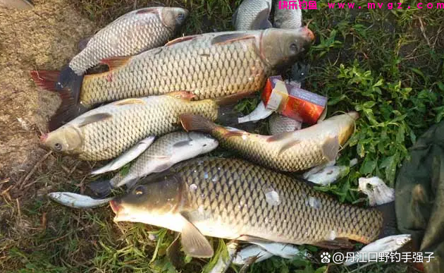 夏钓鲤鱼，这三款饵料效果比商品饵好的多，用它打窝诱鱼效果翻倍