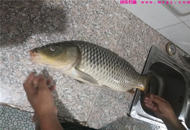 这东西专攻鲤鱼，鱼儿见它久聚不散，想钓鲤鱼别错过(图1)