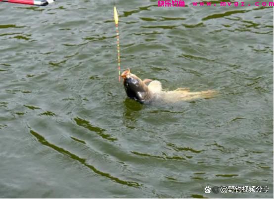 春末夏初钓鲤鱼,认准这3个“钓位”,快速锁定鱼窝,一钓一个准(图5) 春末夏初钓鲤鱼,认准这3个“钓位”,快速锁定鱼窝,一钓一个准(图5)